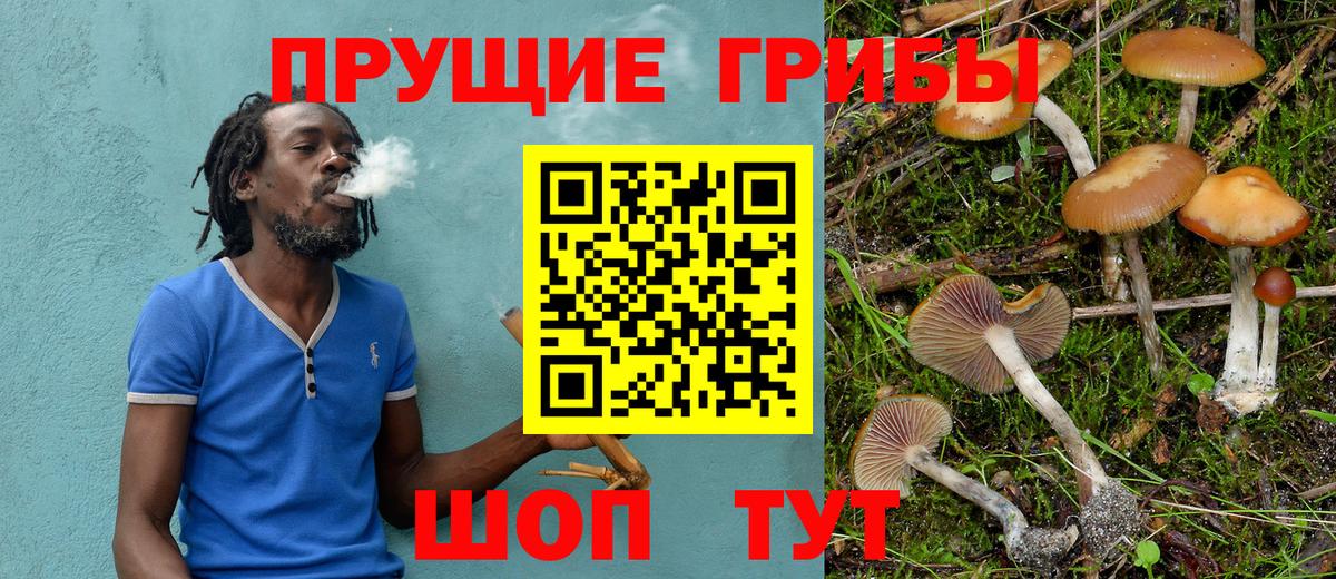Псилоцибиновые грибы Psilocybine cubensis Балашов